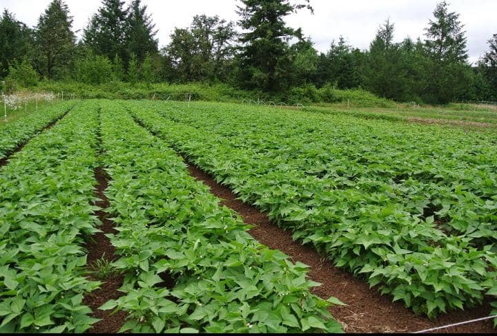 BEANS CULTIVATION IN MBIAME