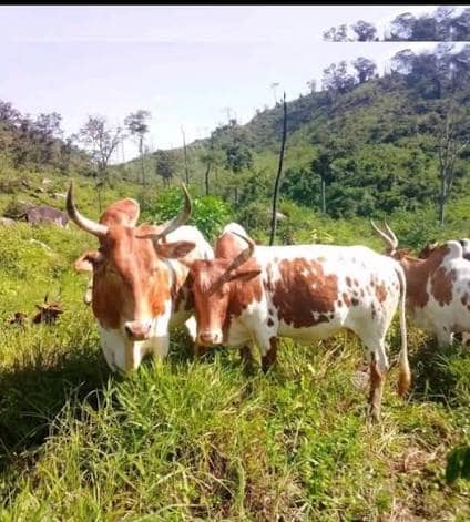 Cattle Rearing in MBIAME