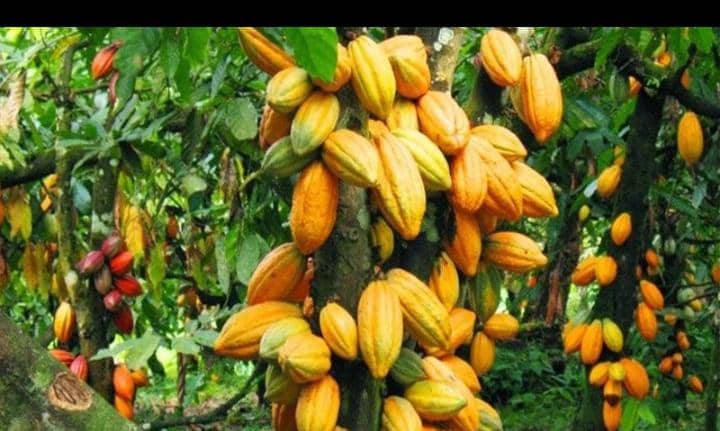 COCOA FARMING IN MBIAME