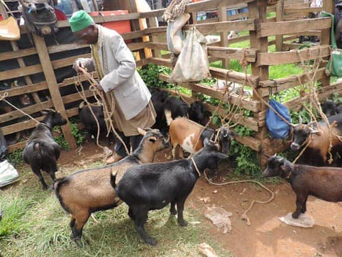GOAT REARIING IN MBIAME