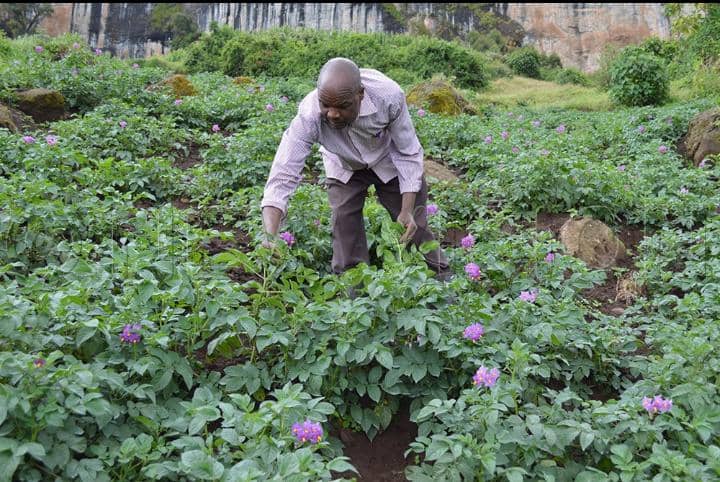 IRISH POTATO FARMING IN MBIAME