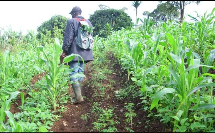 MAIZE CULTIVATION IN MBIAME