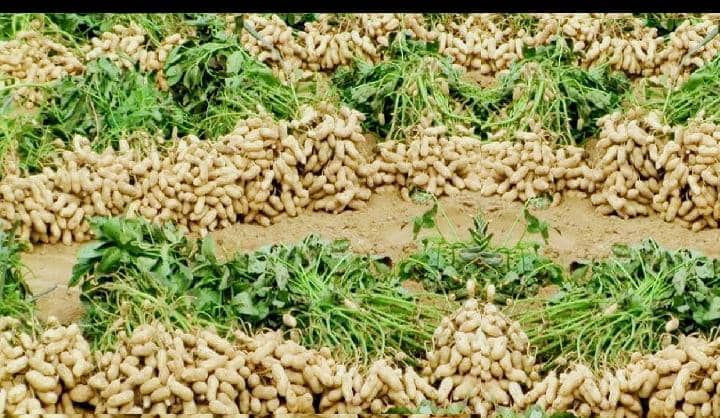 MBIAME GROUNDNUTS