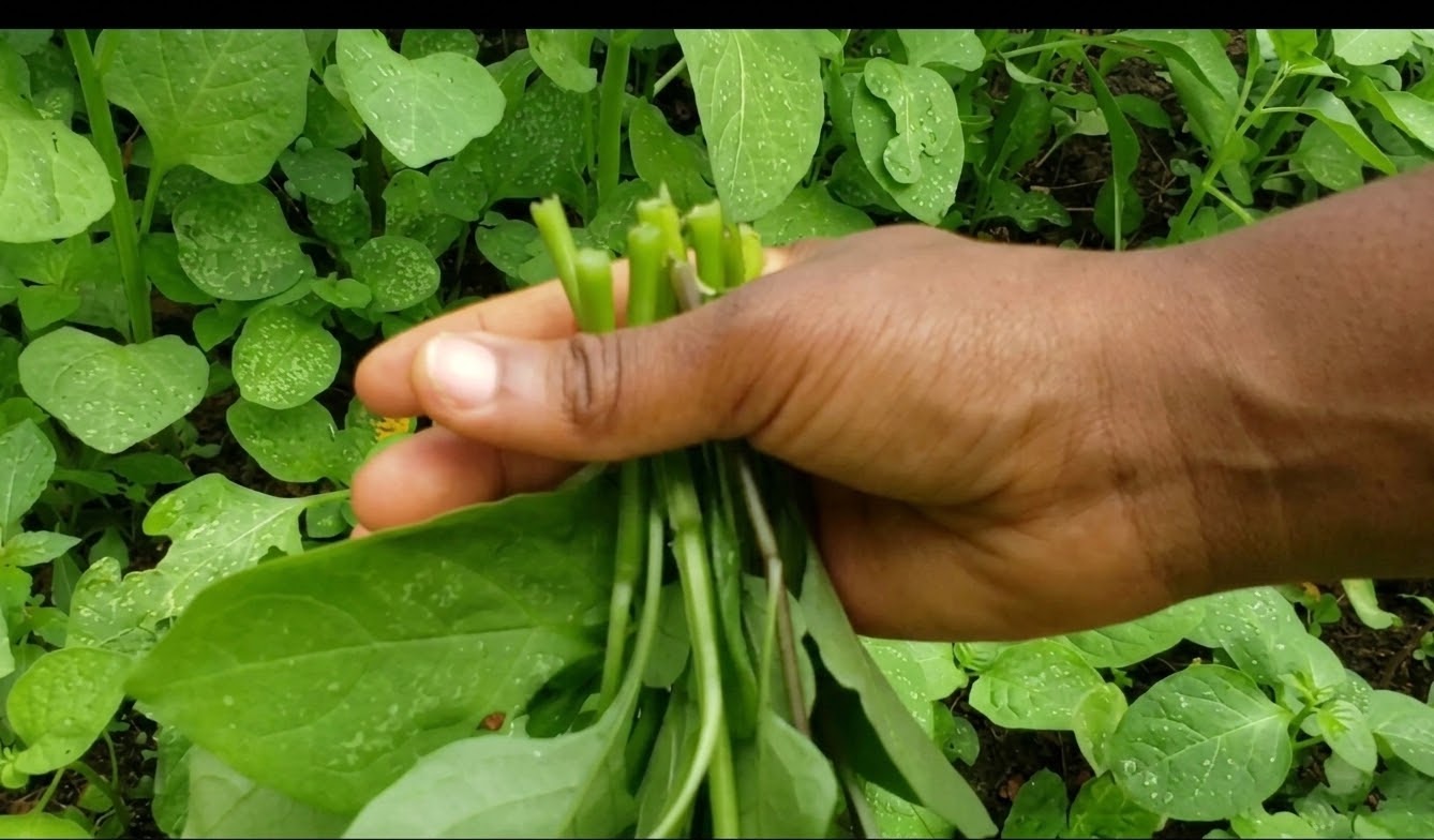 Mbiame Huckleberry (Njama njama) Vegetables
