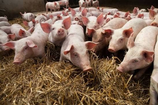 PIG REARING IM MBIAME