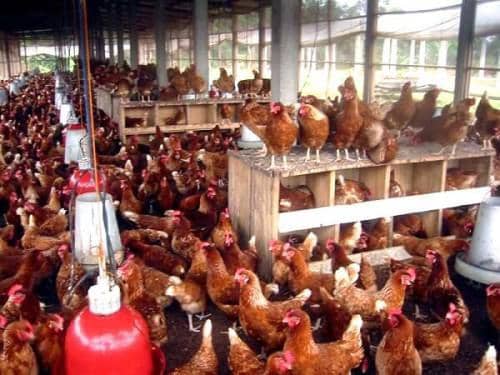 Poultry Farming in Mbiame