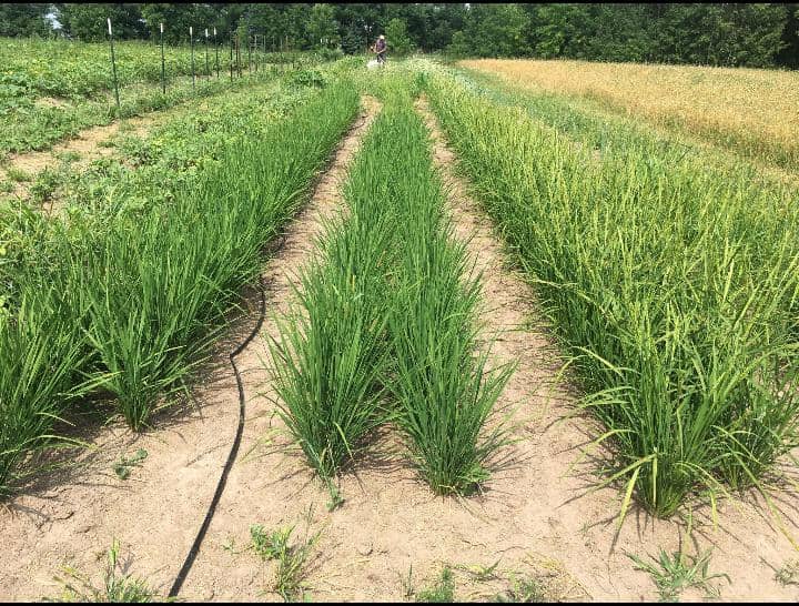 Rice Cultivation in Mbiame