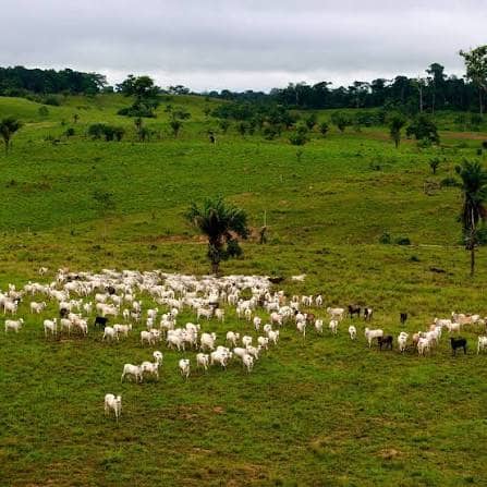 Sheep Rearing in Mbiame