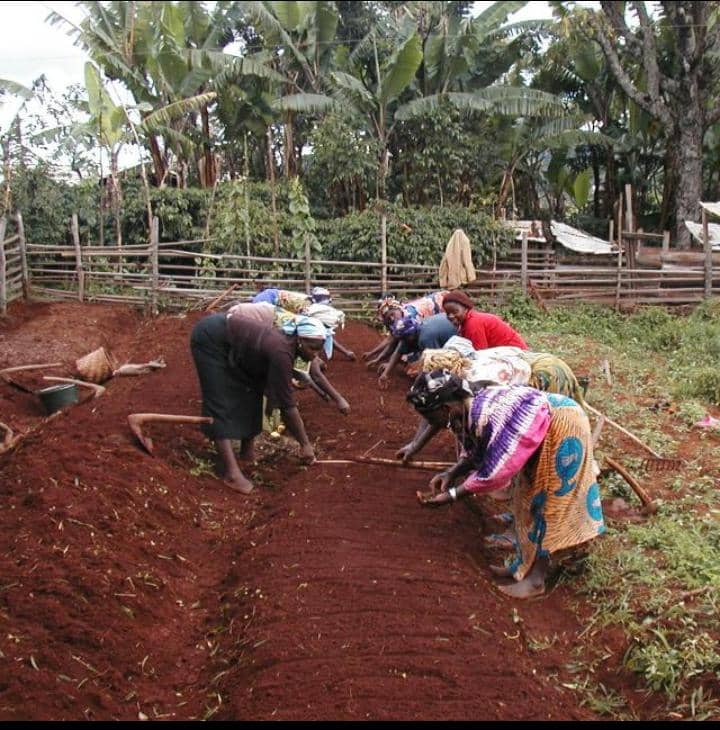 Soil Tiling in Mbiame