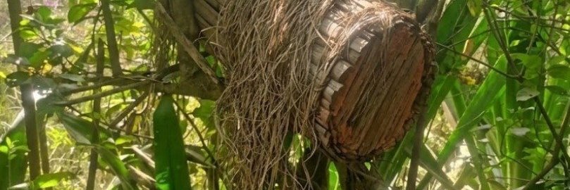 Bee Farming In Mbiame