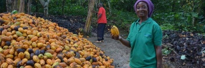 Cocoa Production In Mbiame 