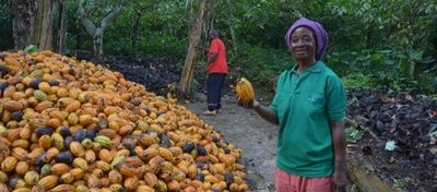 Cocoa Production In Mbiame 