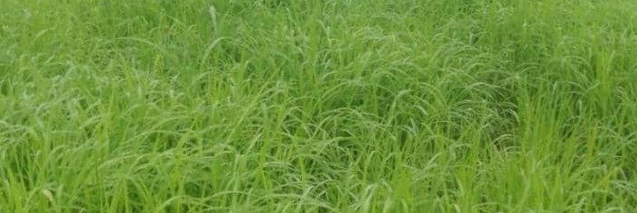Rice Cultivation In Mbiame  (1)
