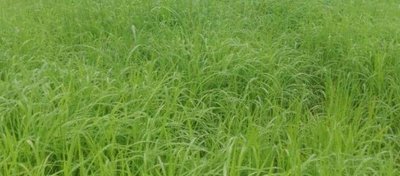 Rice Cultivation In Mbiame  (1)