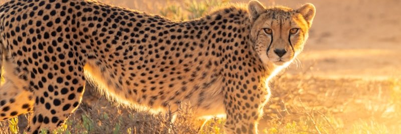 Leopard resting near a forest stream in the African wilderness
