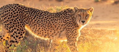 Leopard resting near a forest stream in the African wilderness